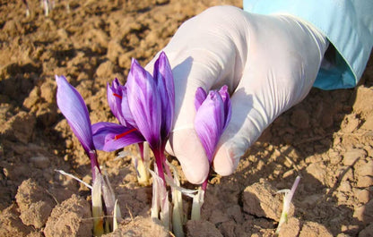 Gourmetia Saffron, Premium Quality Saffron Threads, 5 g